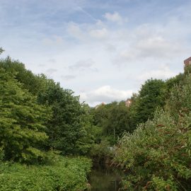 Trees and waterway